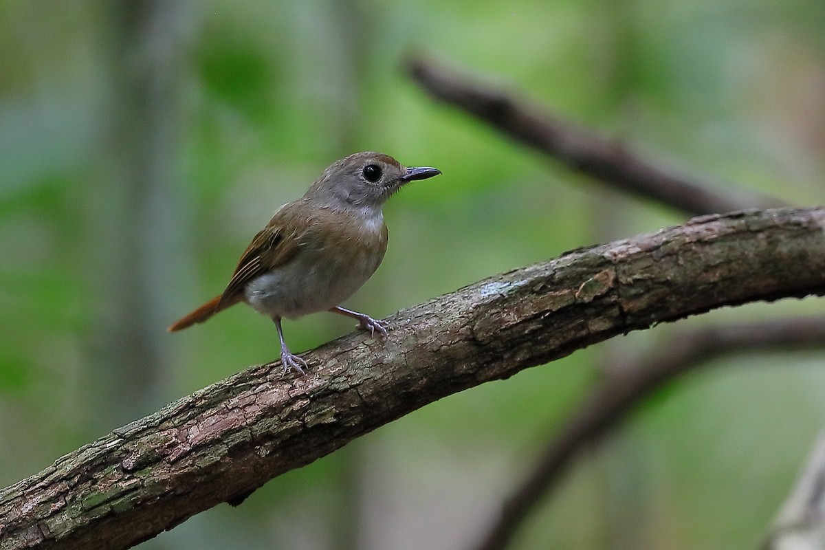 Fulvous-chested Jungle Flycatcher - ML553492191