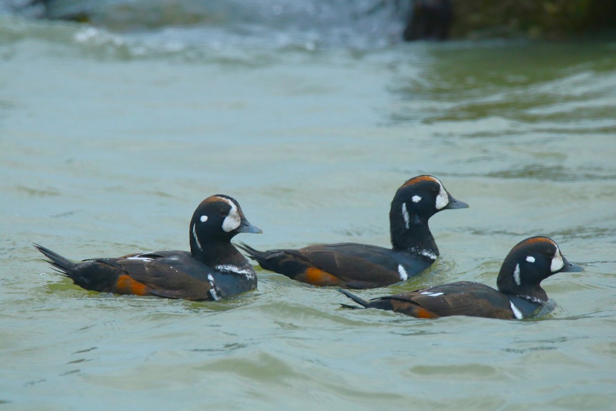 Harlequin Duck - Andrew E and Rebecca A Steinmann