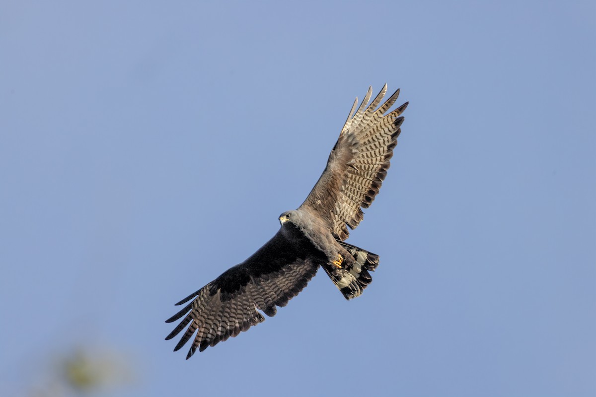 Zone-tailed Hawk - ML553508251