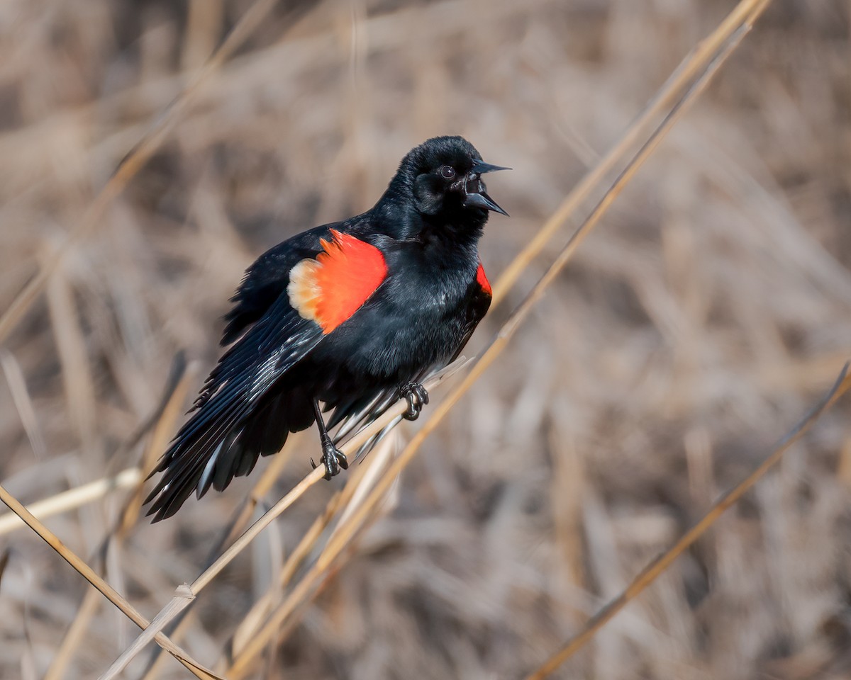 Red-winged Blackbird - ML553514681