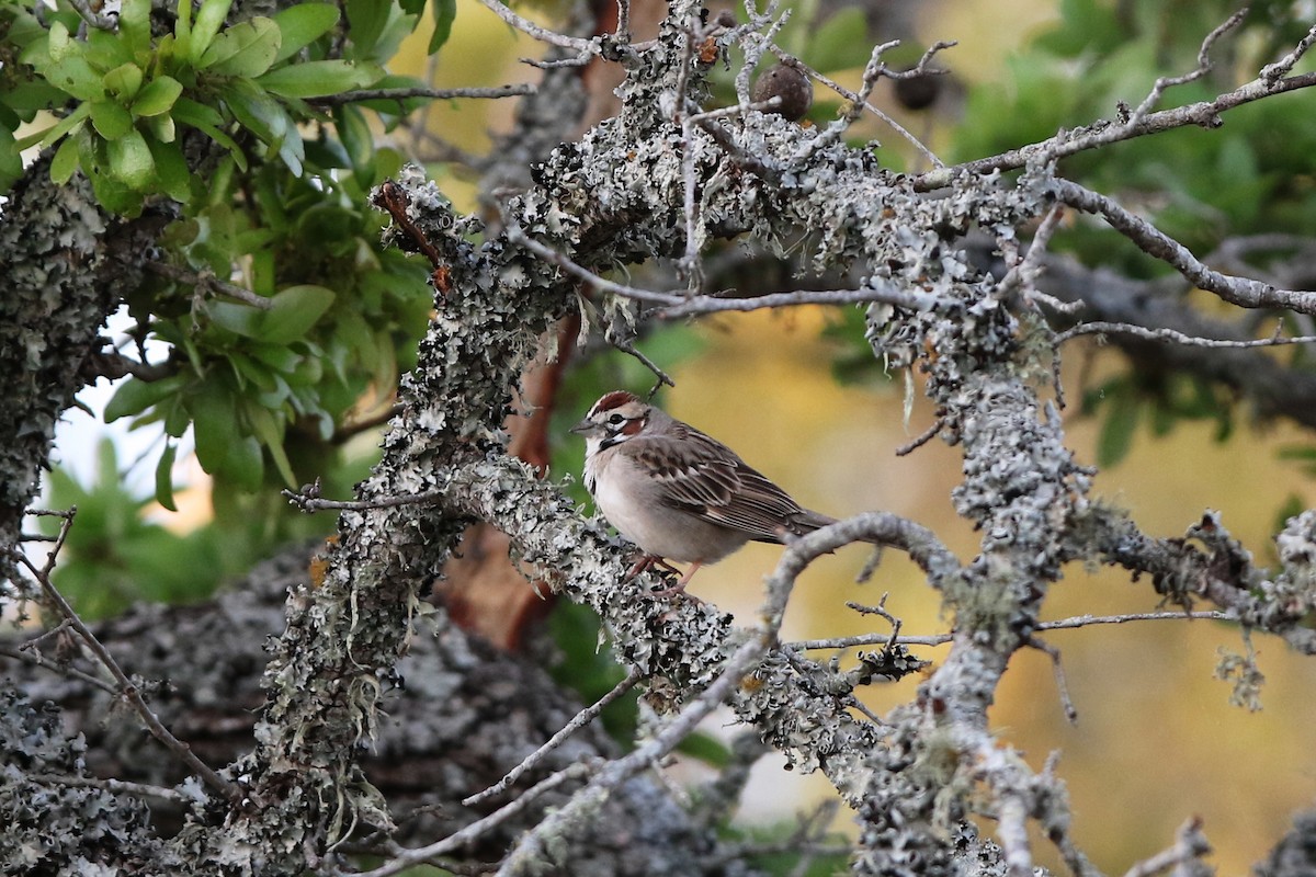 Chipping Sparrow - ML553514881