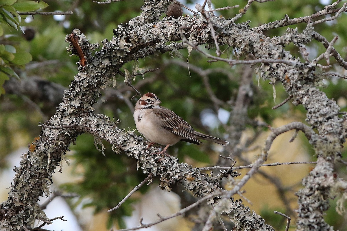Chipping Sparrow - ML553514901