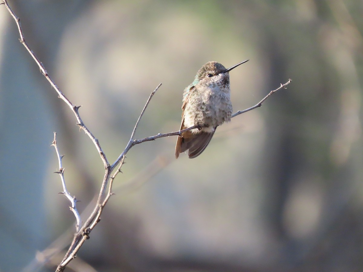 Anna's Hummingbird - ML553519471