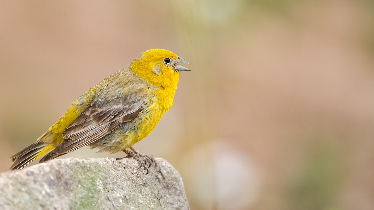 Greater Yellow-Finch - ML553524271