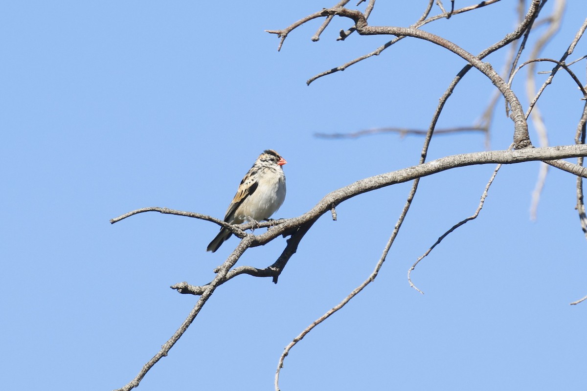Pin-tailed Whydah - ML553525151
