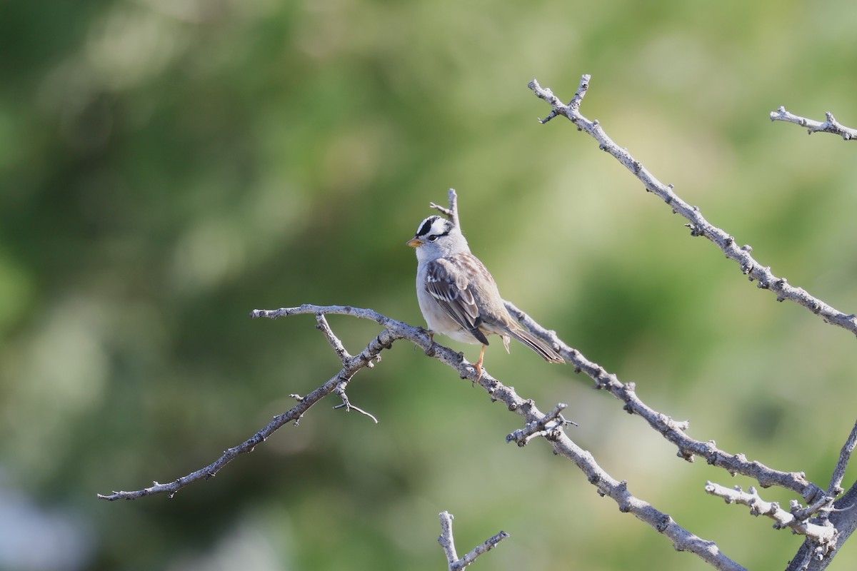White-crowned Sparrow - ML553525161