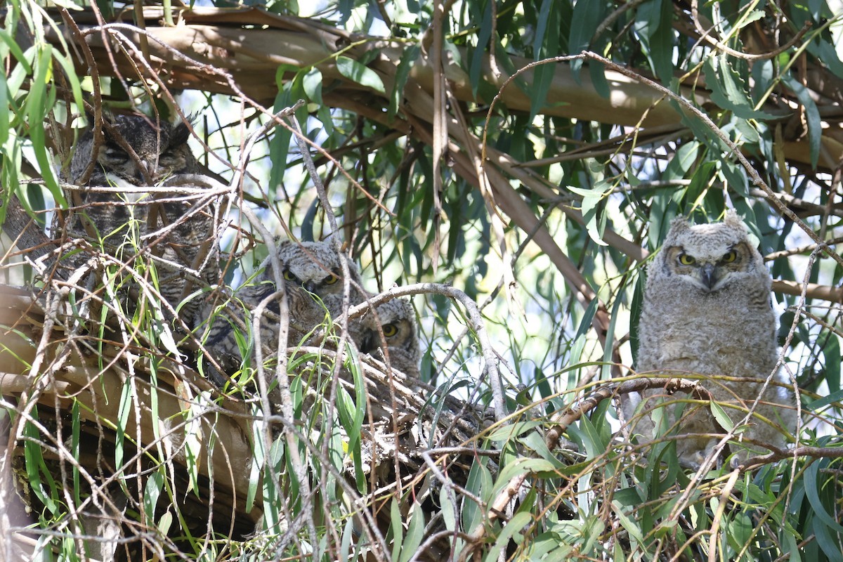 Great Horned Owl - ML553526421
