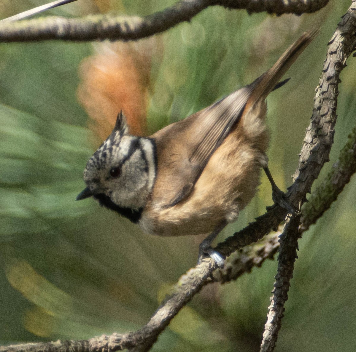 Crested Tit - ML553528061