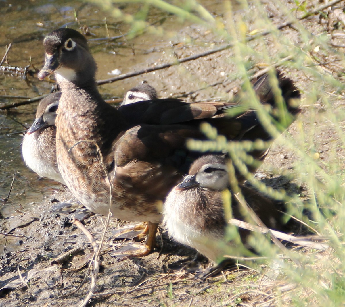 Wood Duck - Millie and Peter Thomas