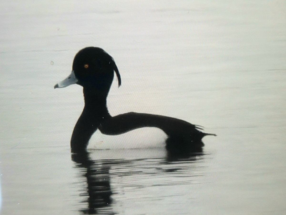 Tufted Duck - A H H .