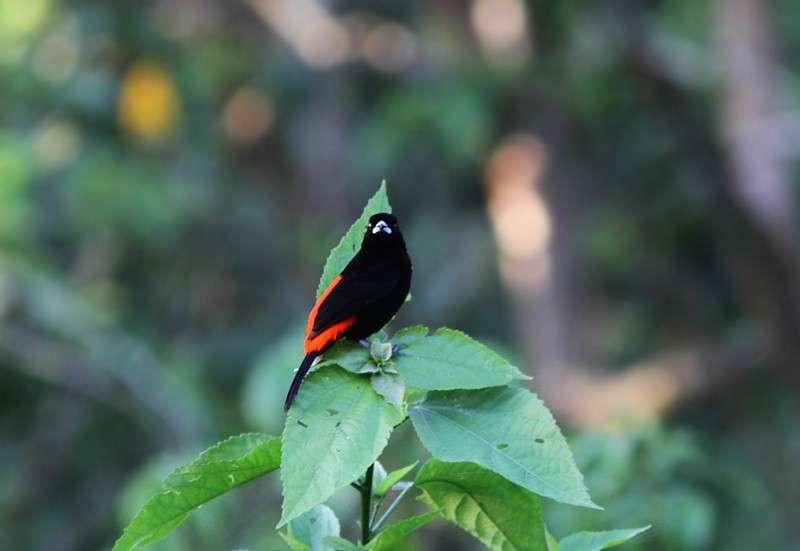 Scarlet-rumped Tanager (Passerini's) - Amy McAndrews