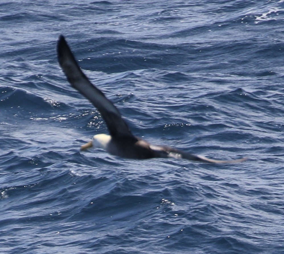 Waved Albatross - ML553549521