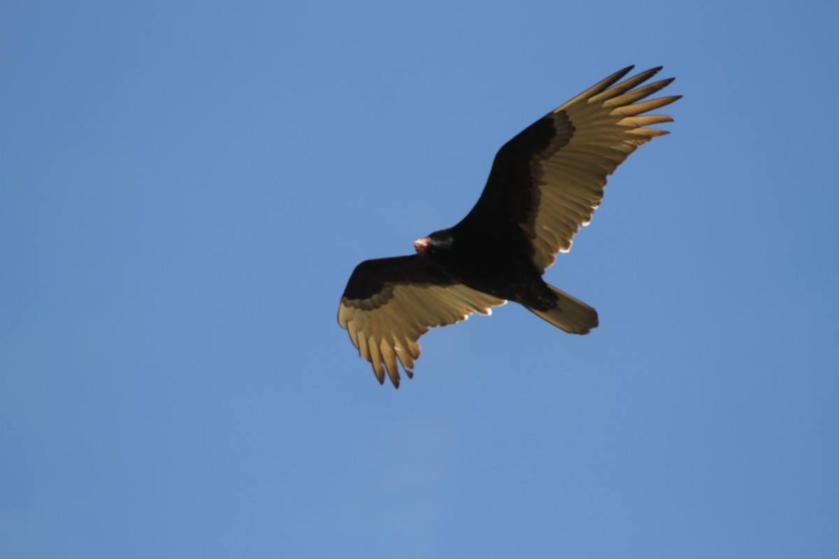Turkey Vulture - ML553551221
