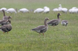Greater White-fronted Goose, ML553551551