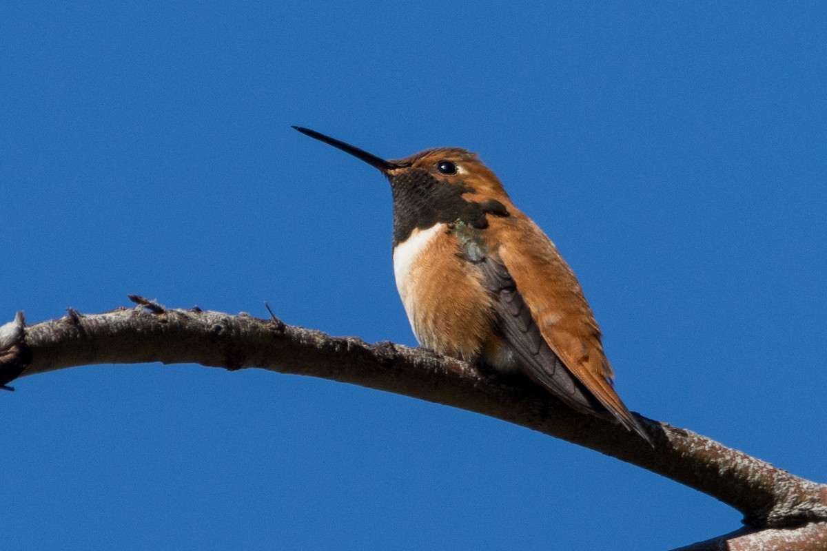 Rufous Hummingbird - ML553552831