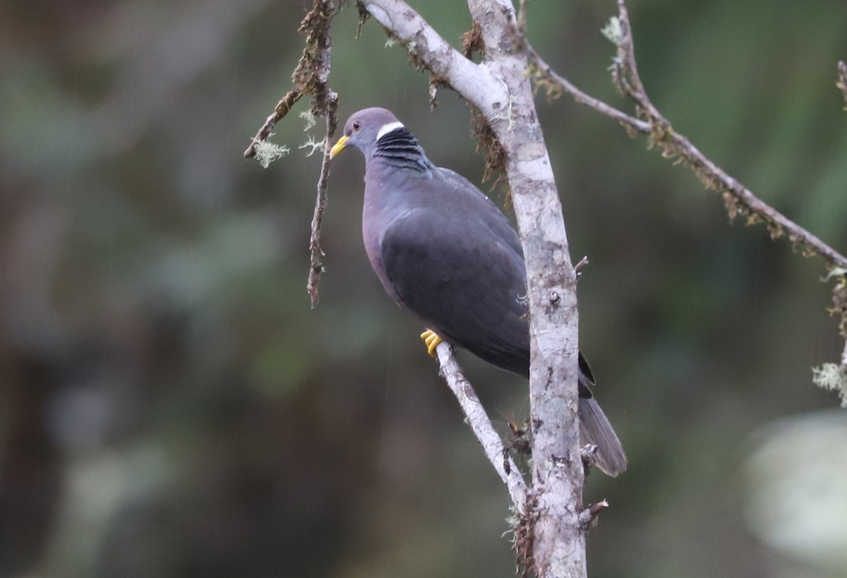 Band-tailed Pigeon - ML553554001