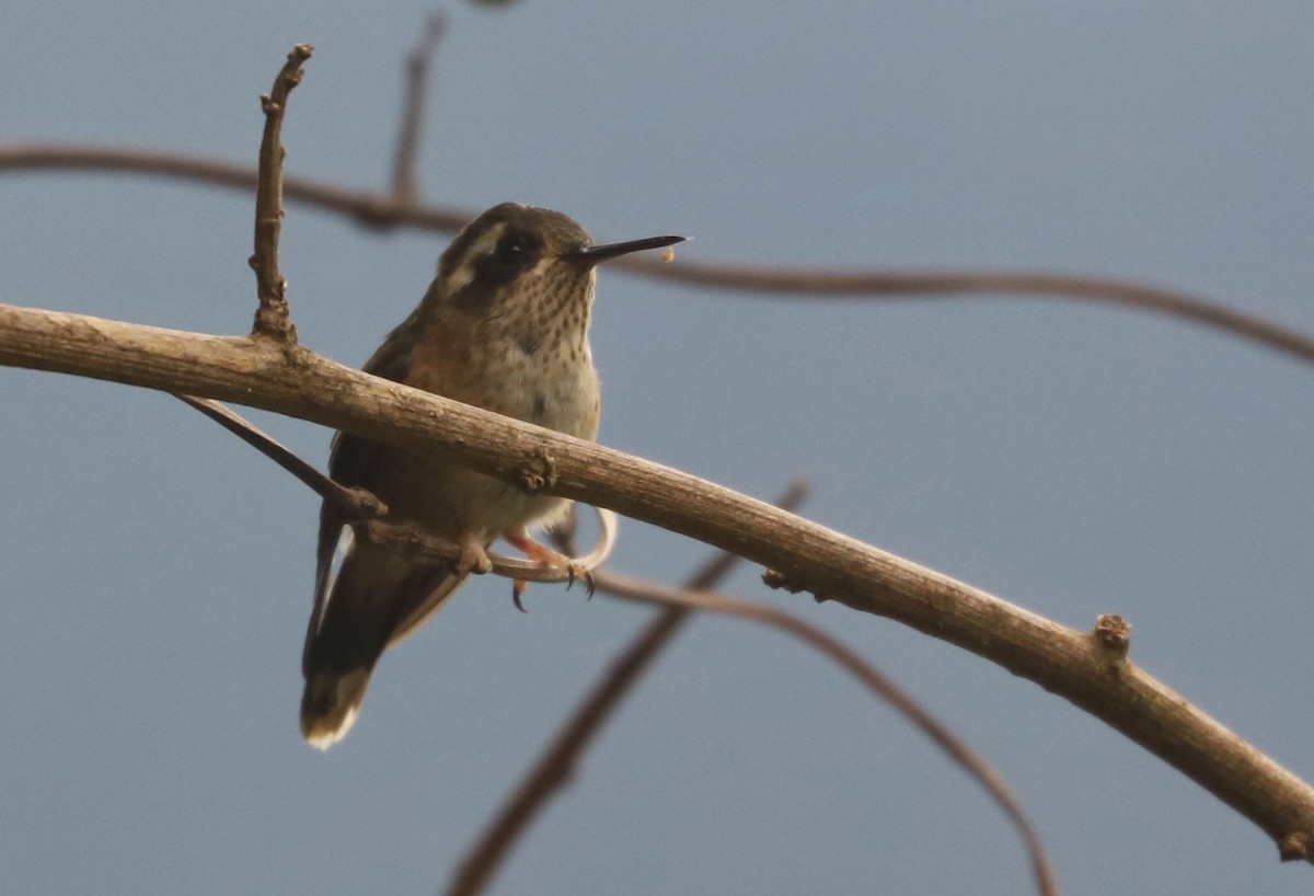 Speckled Hummingbird - ML553554041