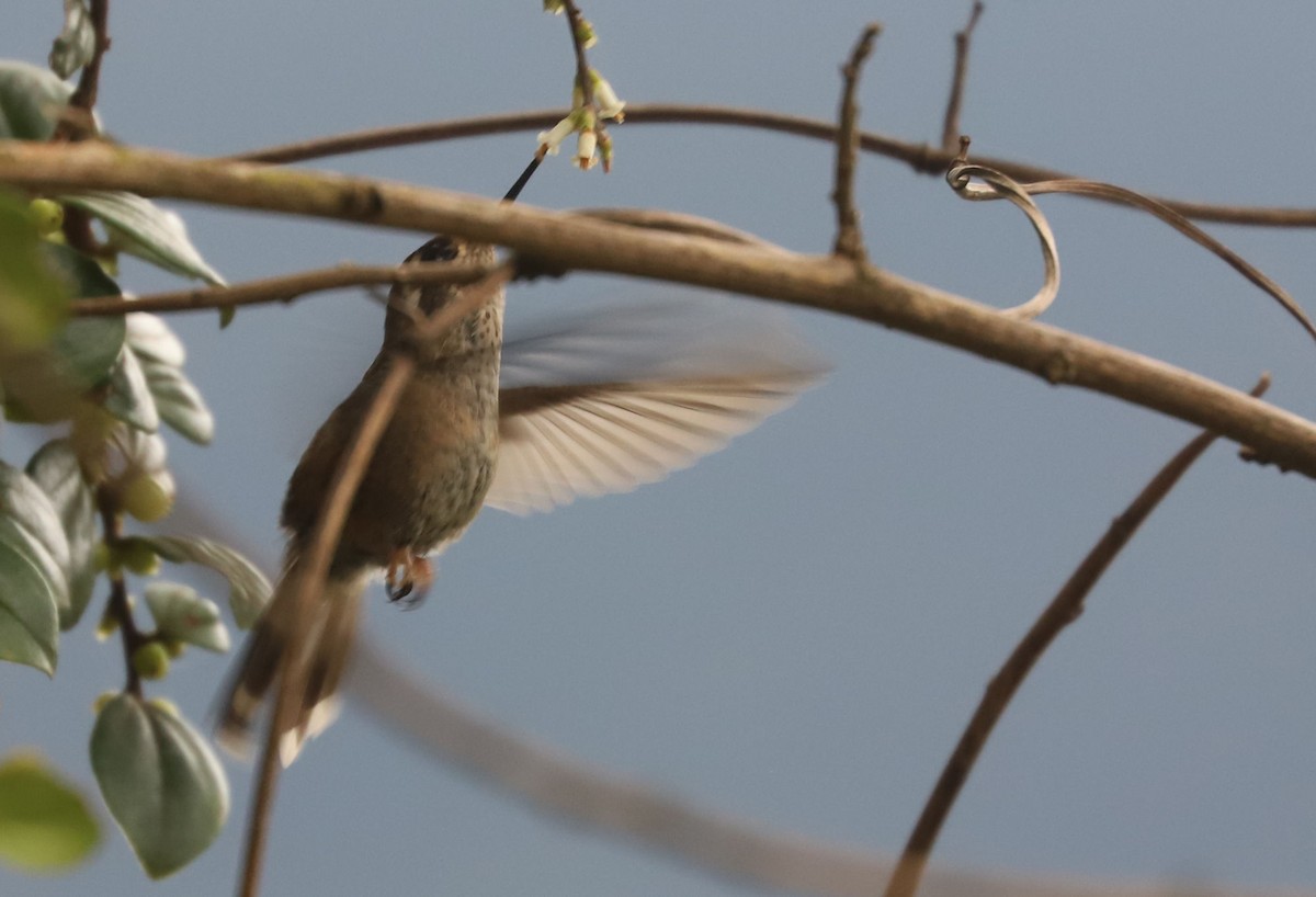 Speckled Hummingbird - ML553554051