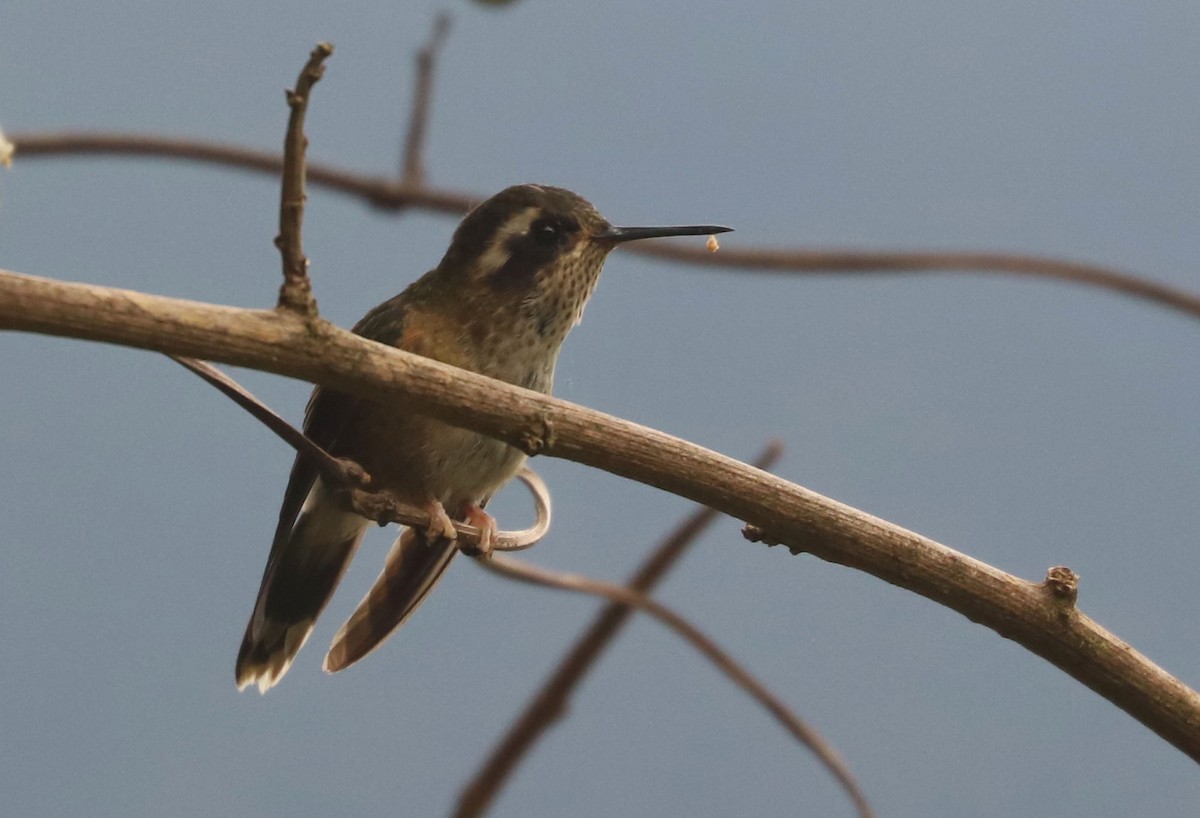 Speckled Hummingbird - ML553554061