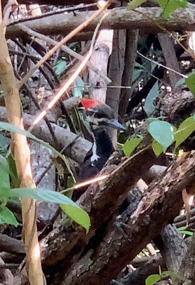 Pileated Woodpecker - ML553555601