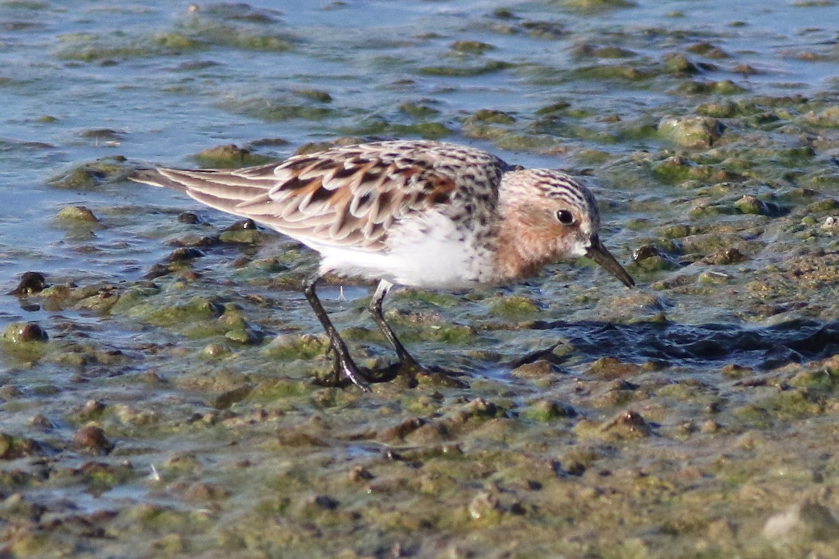 Red-necked Stint - Dave O'Connor