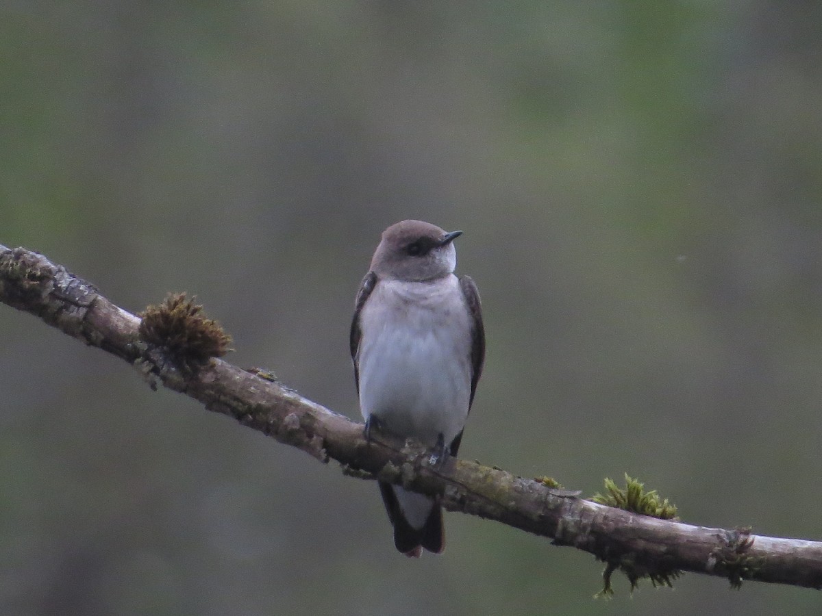 Northern Rough-winged Swallow - Jeff Groh