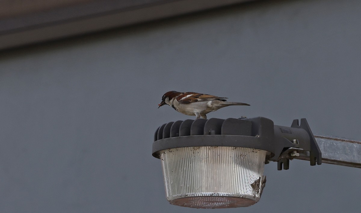 House Sparrow - ML553563781