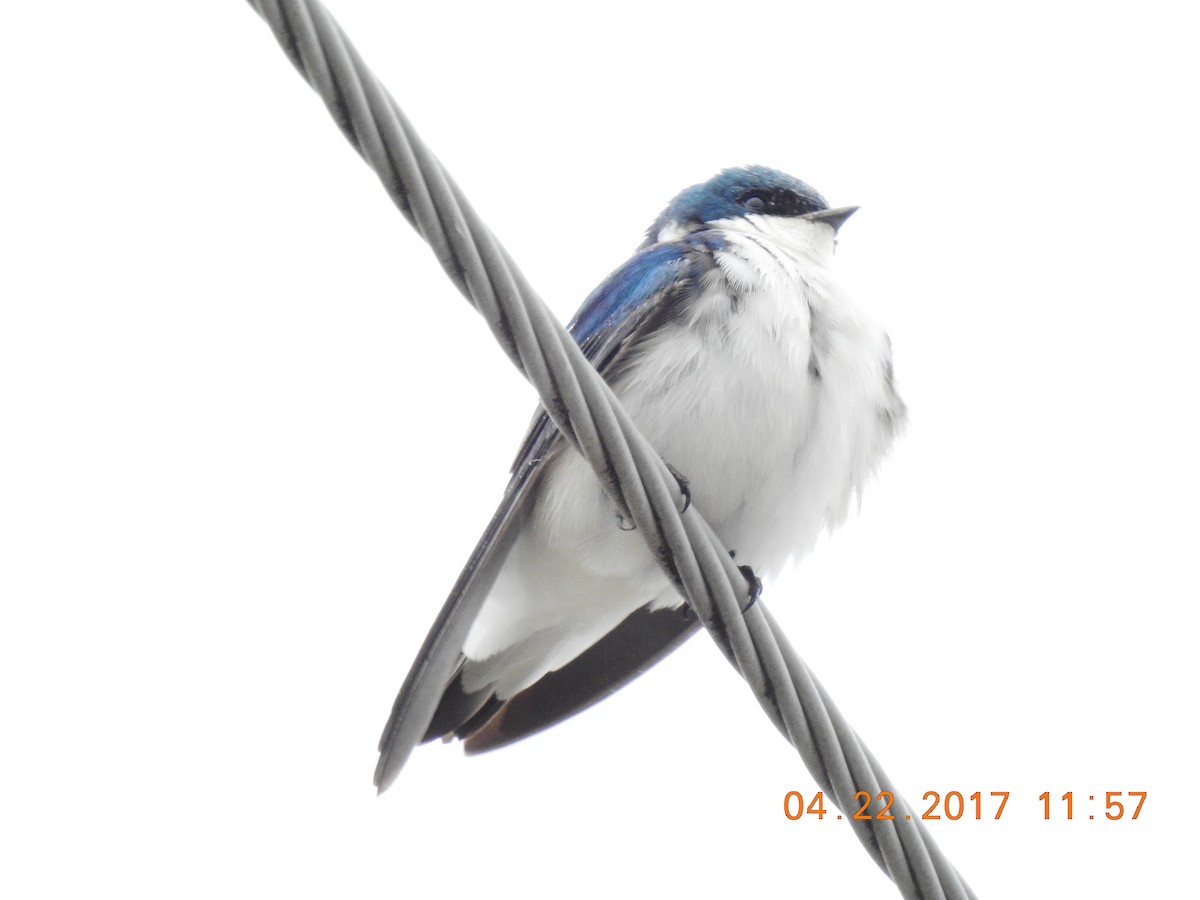 Tree Swallow - ML55356381