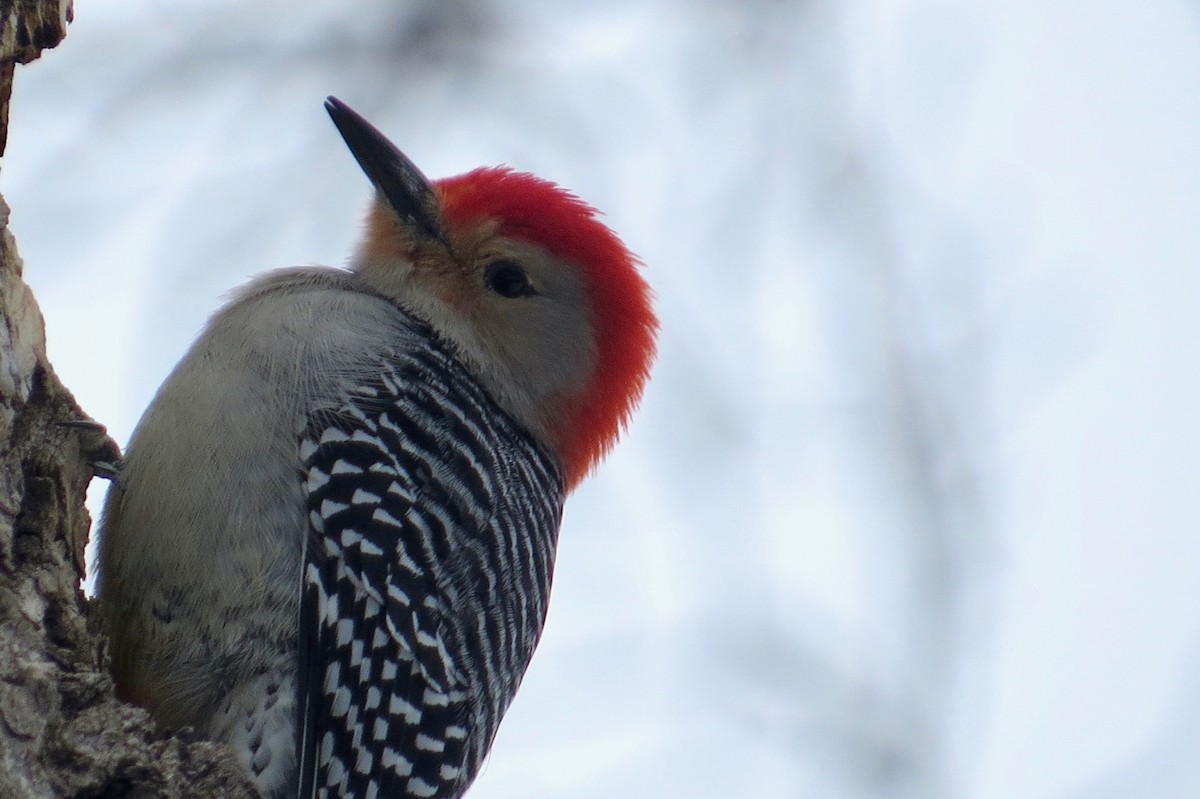 Red-bellied Woodpecker - ML553568101