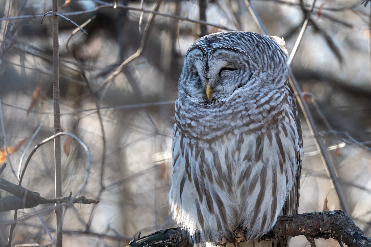 Barred Owl - ML553568851