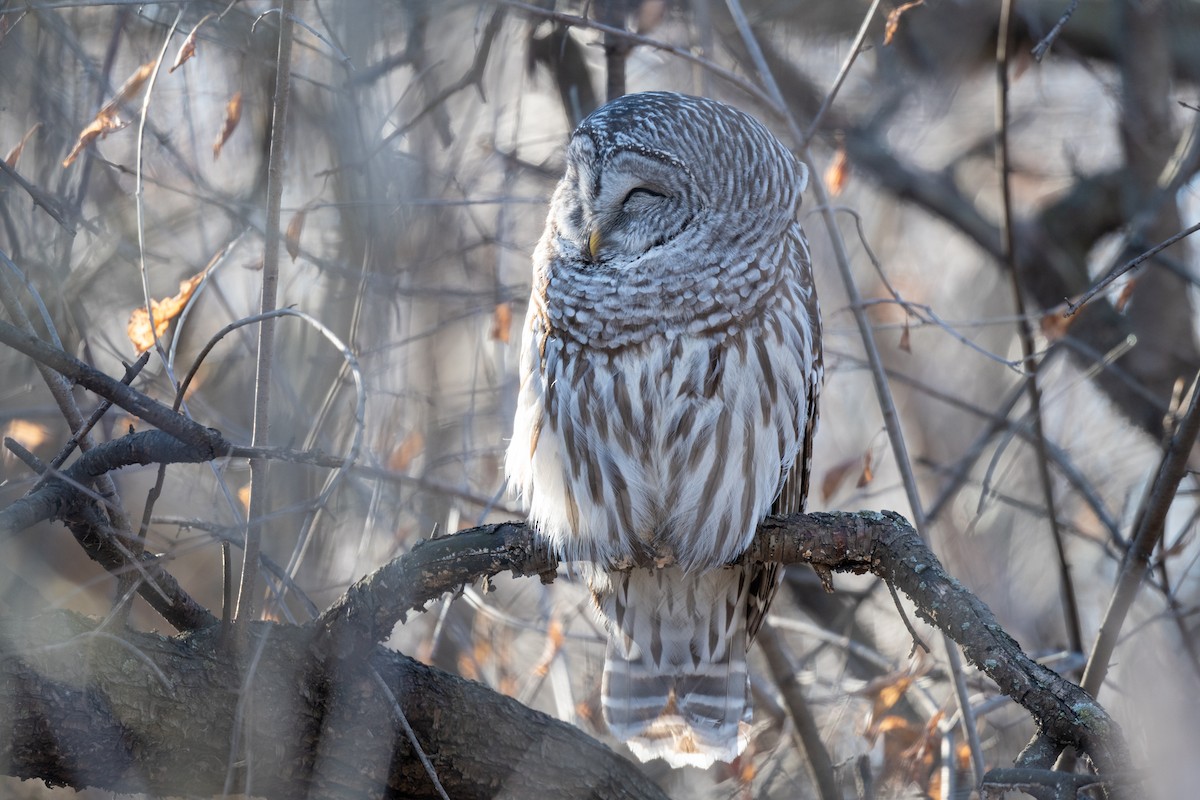 Barred Owl - ML553569131