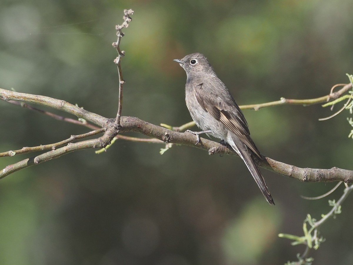 Townsend's Solitaire - Nathan Pieplow