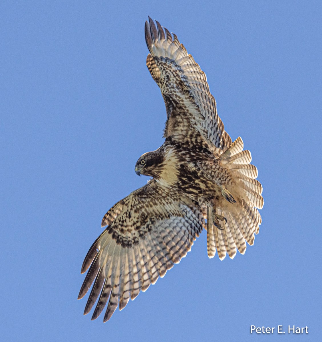 Red-tailed Hawk - ML553579351