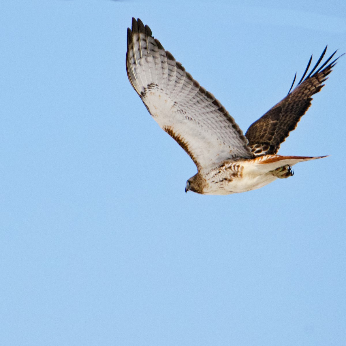 Red-tailed Hawk - Don Wigle
