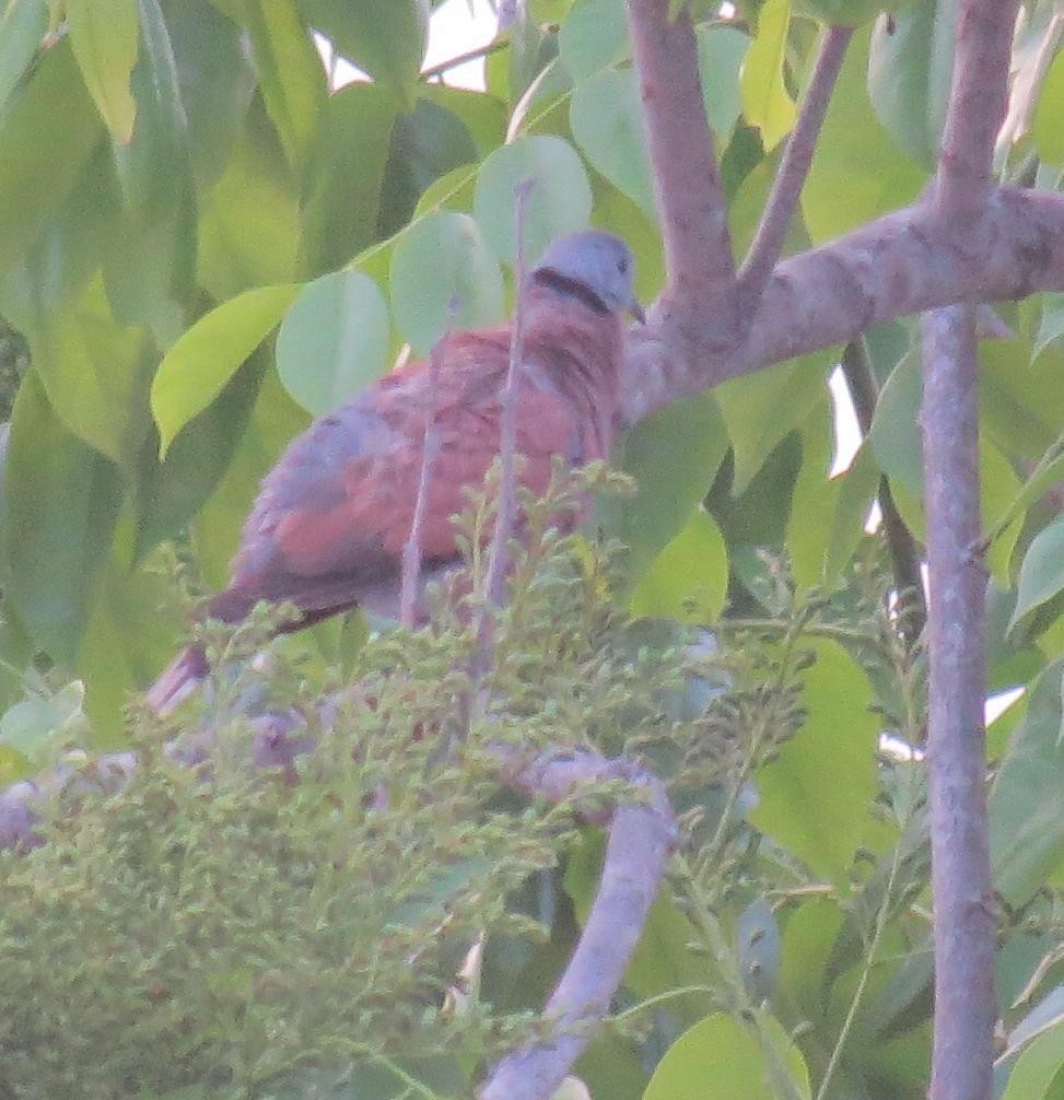 Red Collared-Dove - ML553596091