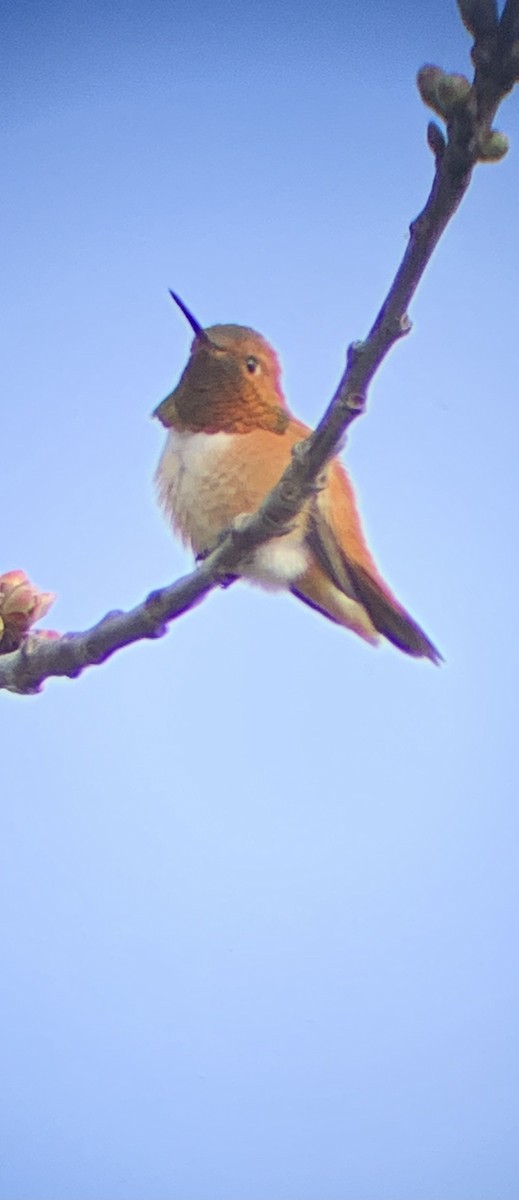 Rufous Hummingbird - ML553597691