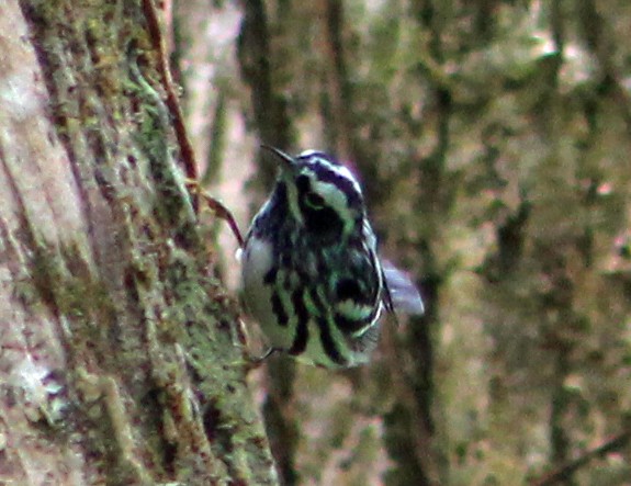 Black-and-white Warbler - ML553598941