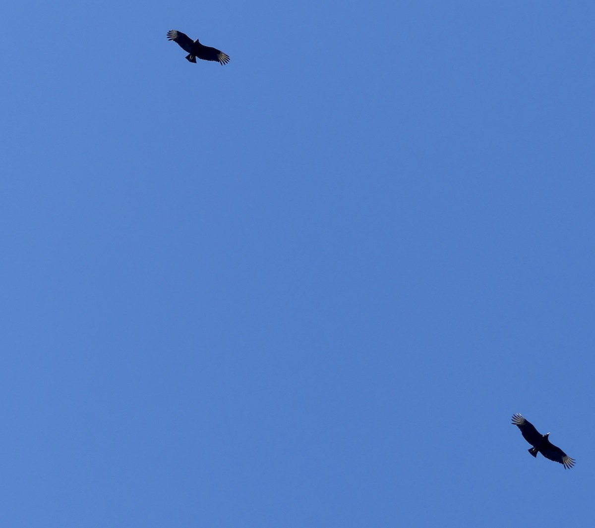 Black Vulture - ML553602241