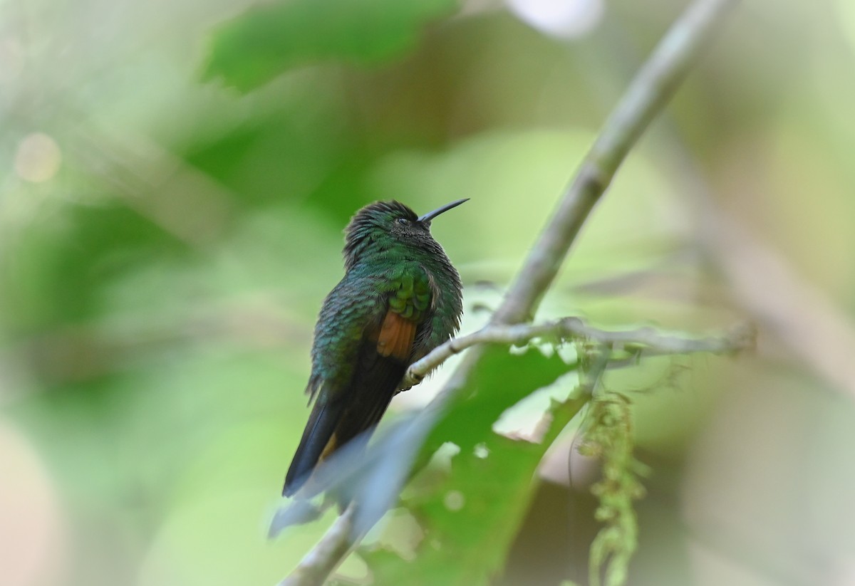 Stripe-tailed Hummingbird - ML553602411