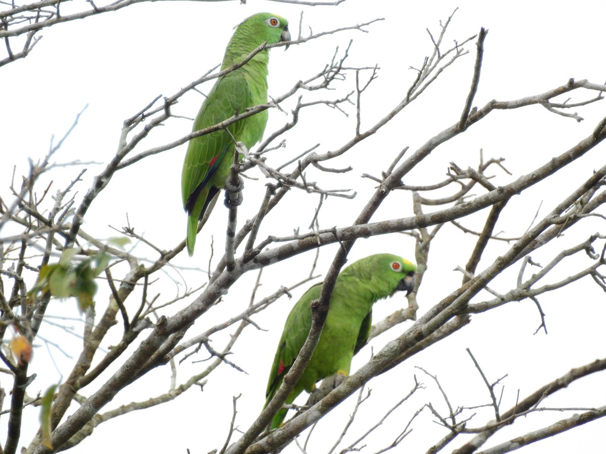 Yellow-crowned Parrot - ML553608471