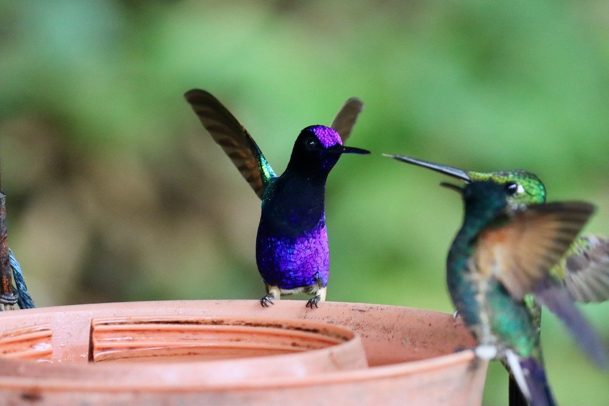 Velvet-purple Coronet - ML553608881