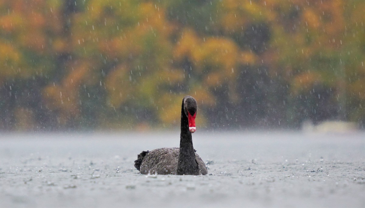 Black Swan - Ulises Cabrera Miranda