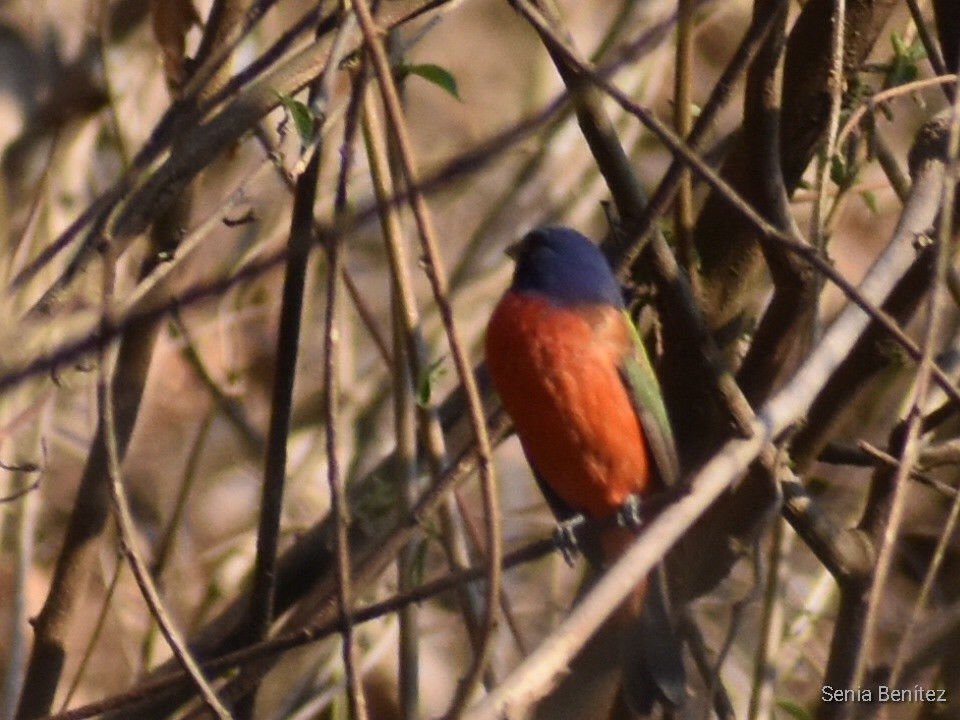 Painted Bunting - ML553612801