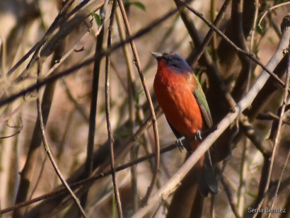 Painted Bunting - ML553612981