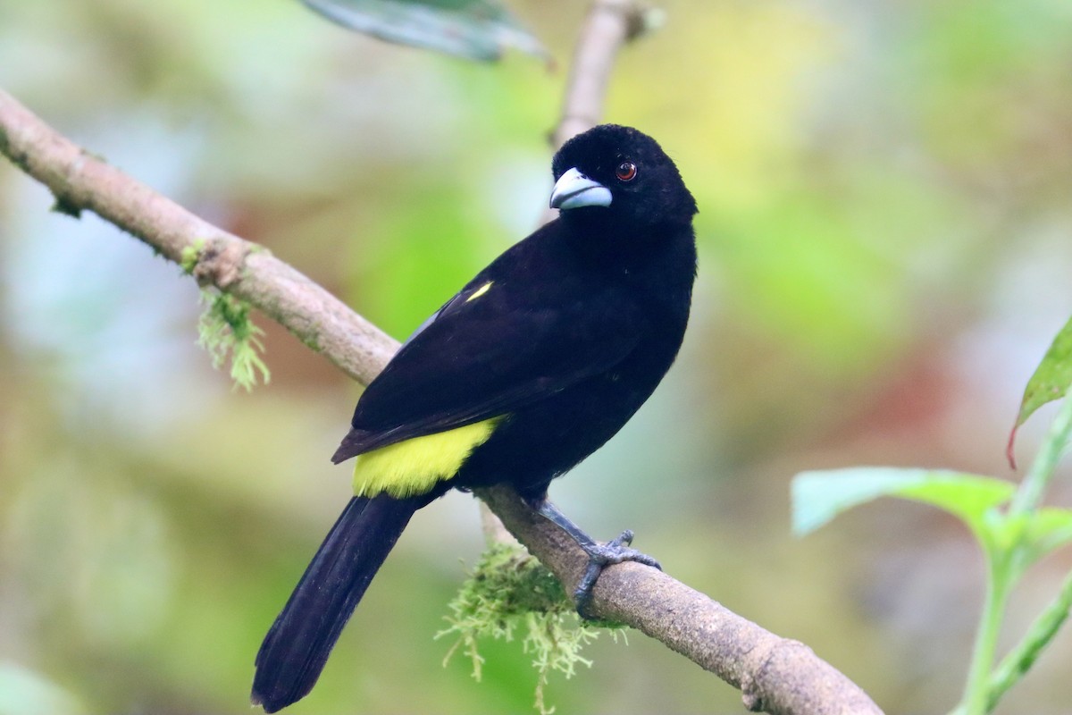 Flame-rumped Tanager - ML553616041