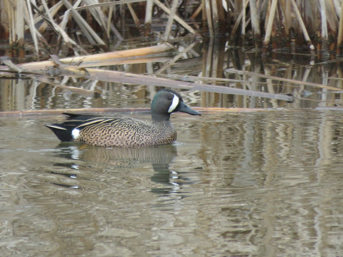 Blue-winged Teal - ML553616561