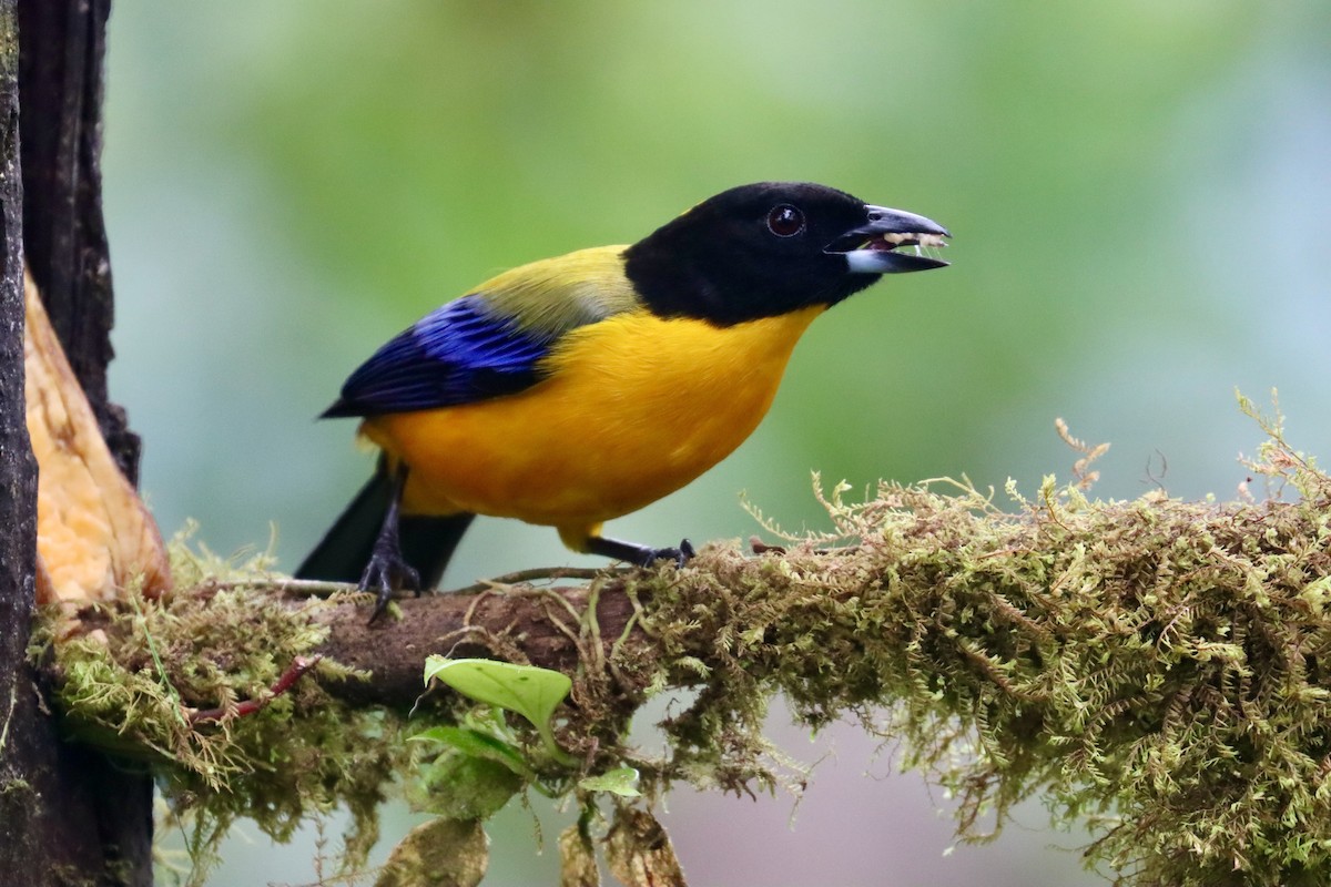 Black-chinned Mountain Tanager - ML553617961
