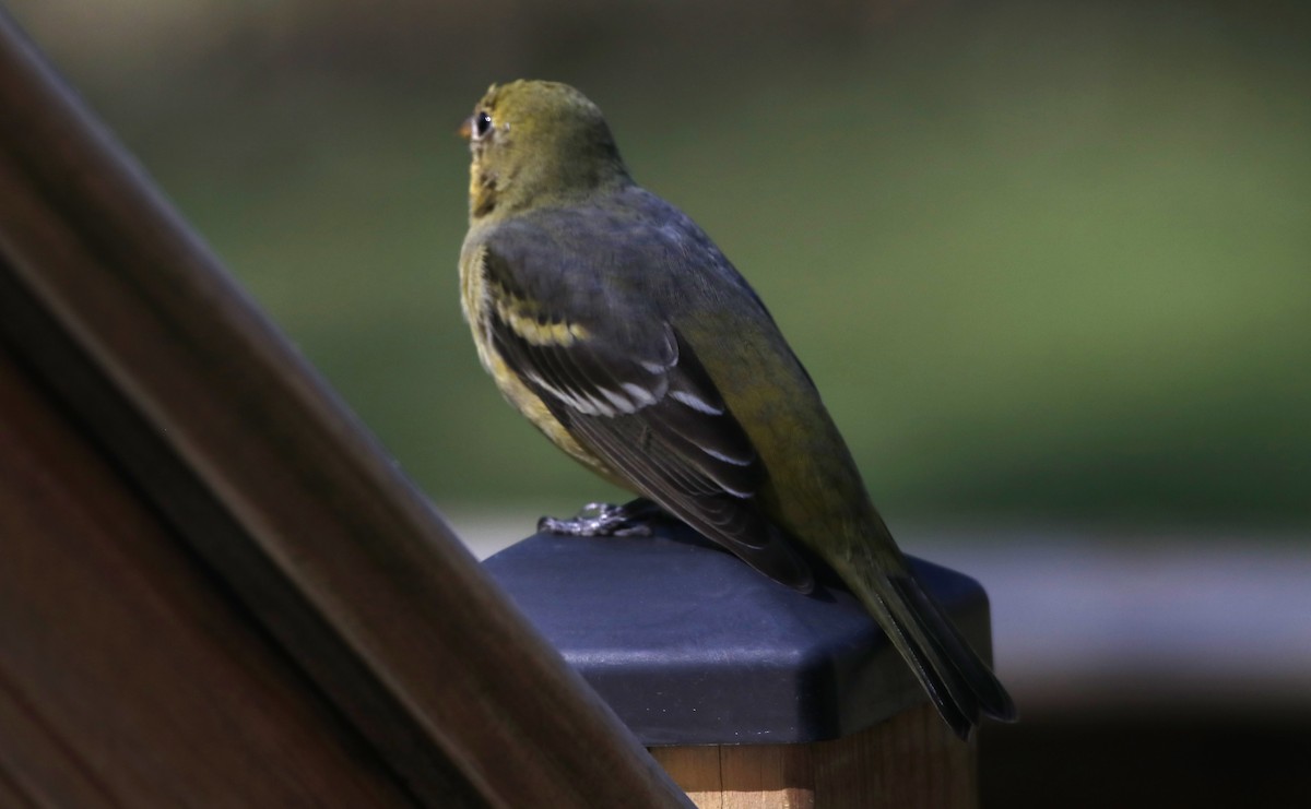 eBird Checklist 4 Apr 2023 Crestwood Road 1 species