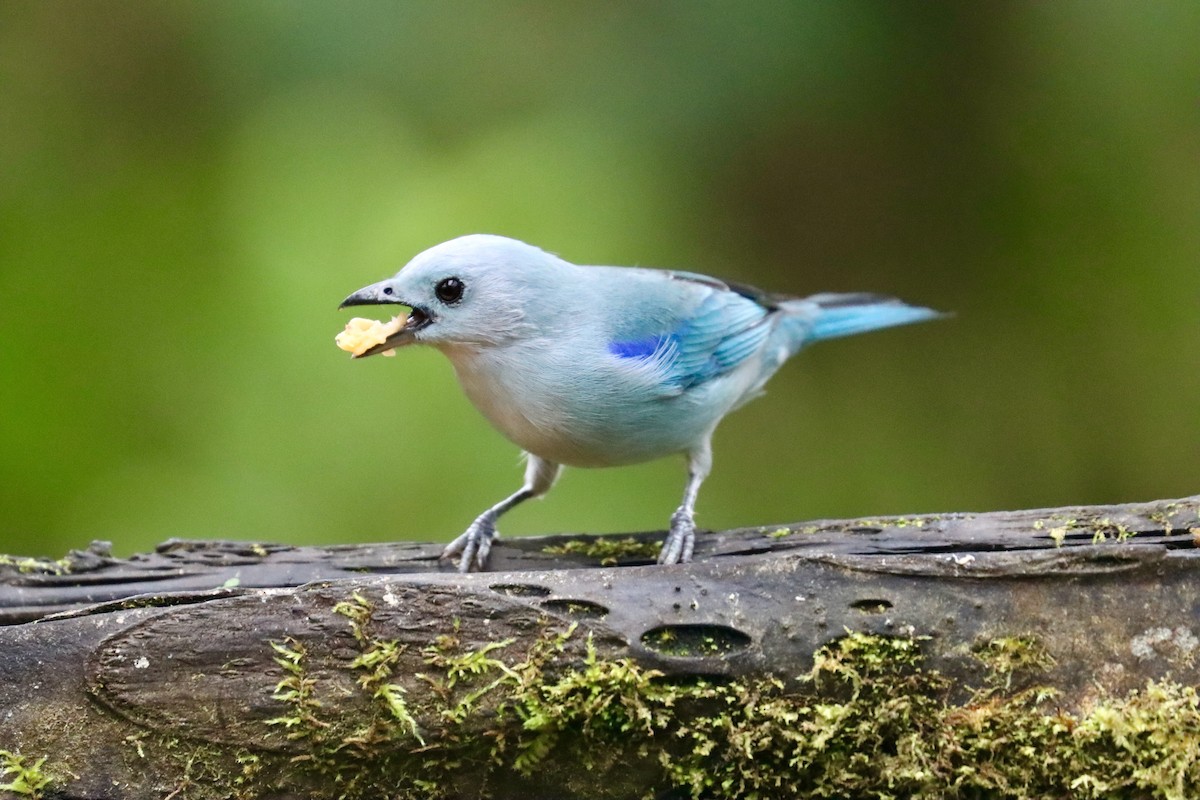 Blue-gray Tanager - ML553618411
