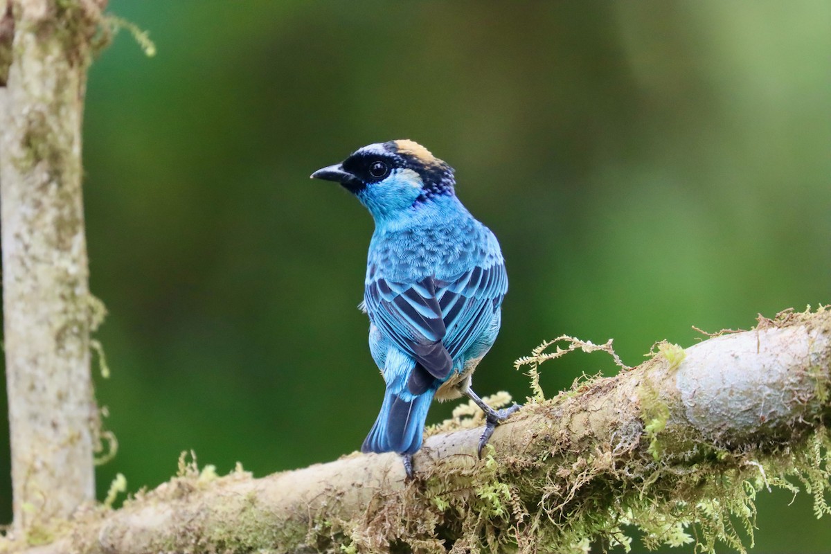 Golden-naped Tanager - ML553618811